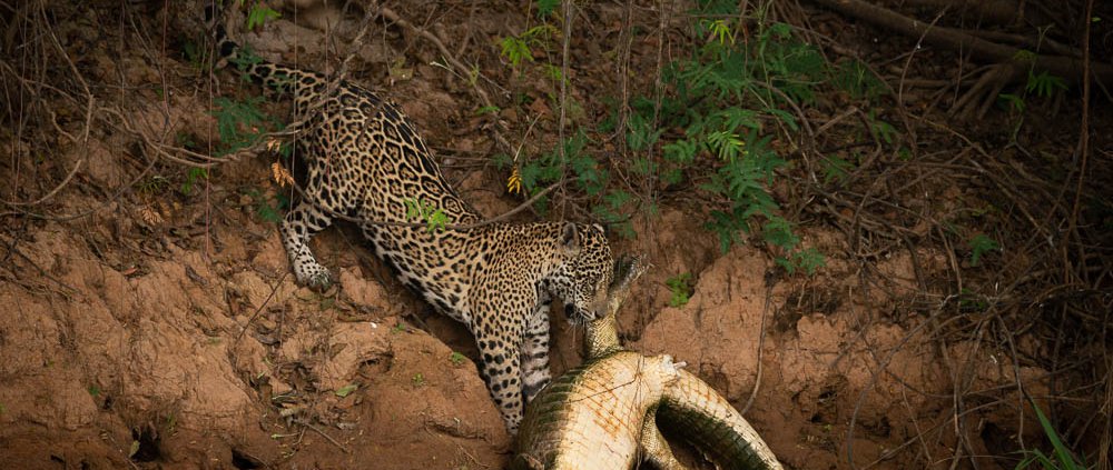 The best time to visit the Pantanal - Bonito Way