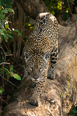 North Pantanal