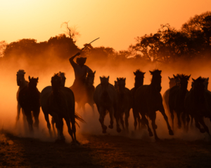 Pantanal Custom Tours