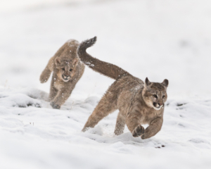 Pumas of Patagonia Photo Tour