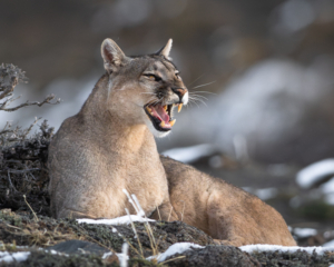 Pumas of Patagonia Custom Tours