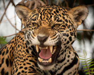 Pantanal Photo Tours