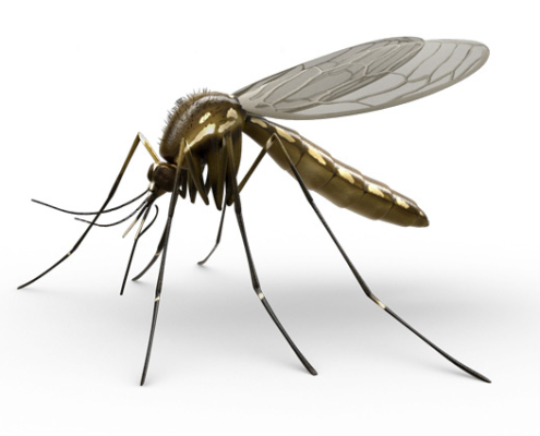 Tropical diseases in Brazil