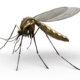 Tropical diseases in Brazil