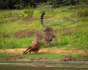 Complete Pantanal Houseboat Tour 2026