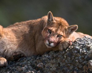 Pumas of Patagonia May 2026