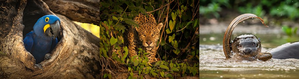 North Pantanal 2026