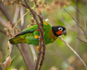 Jardim da Amazônia