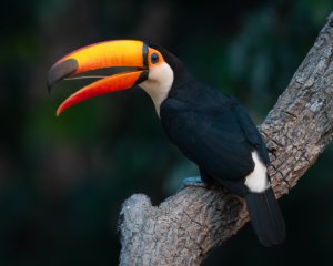 North Pantanal Tour 2026