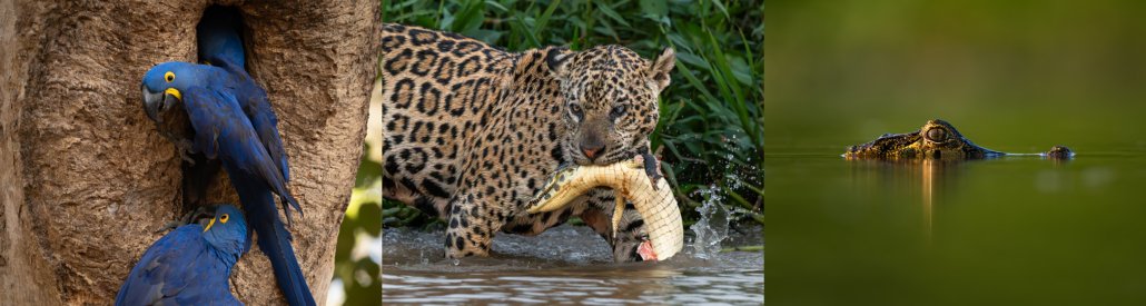 Barra-north-pantanal