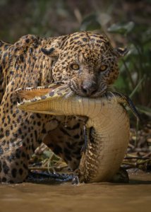 Pantanal Jaguar Tour