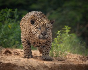 NZ8_8841-2 Complete Pantanal 2027