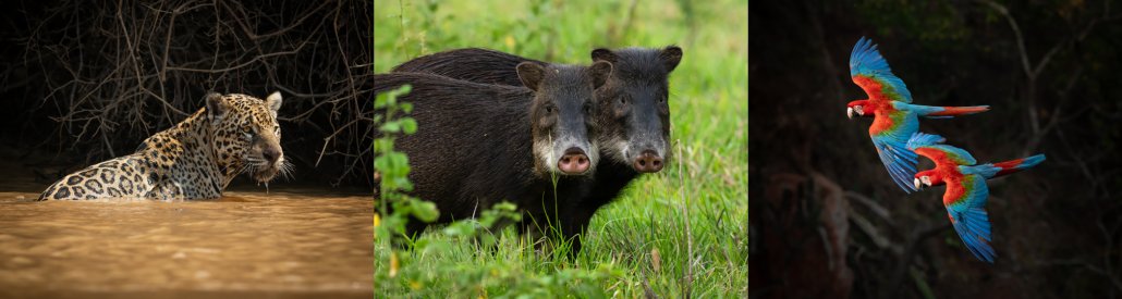 Pantanal Jaguar Tour