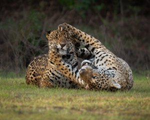 _DSC6660 Complete Pantanal 2027