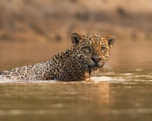 NZ8_7157 North Pantanal 2027
