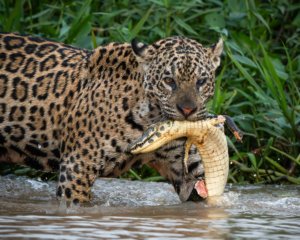 Pantanal Highlights 2027