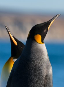 King Penguins of Tierra del Fuego