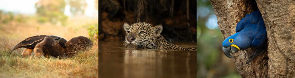 Complete Pantanal 2028