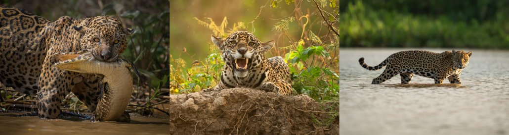 Jaguars of North Pantanal